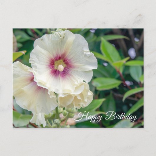 葵の花の誕生日カード ポストカード (正面)