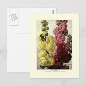 葵 ポストカード (正面/裏面)