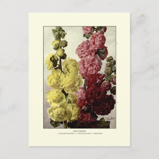 葵 ポストカード (正面)