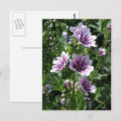 葵 ポストカード (正面/裏面)