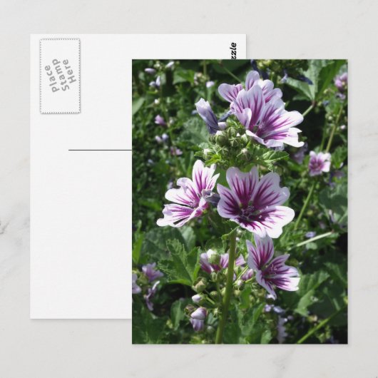 葵 ポストカード (正面/裏面)