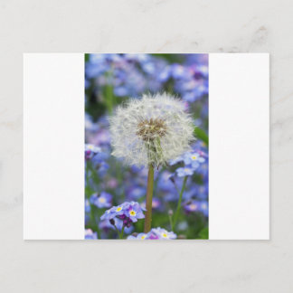 蒲公英の夢が青いワスレナグサの花で ポストカード