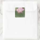 蓮のクローズアップ（Nelumbo nucifera） スクエアシール (バッグ)
