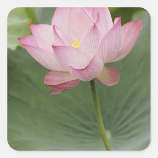 蓮のクローズアップ（Nelumbo nucifera） スクエアシール (正面)