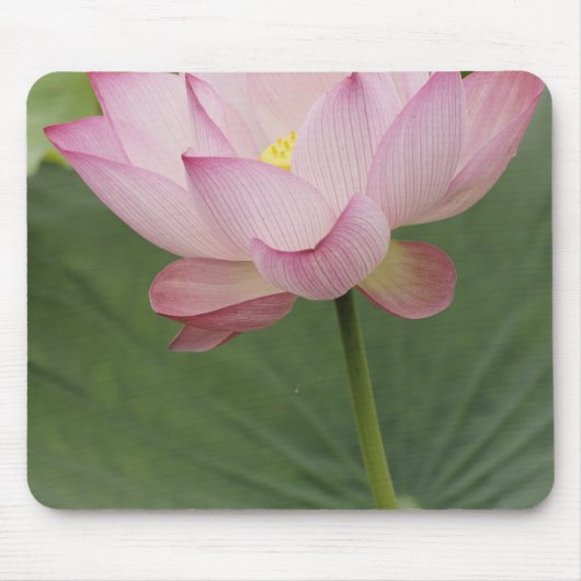 蓮のクローズアップ (Nelumbo nucifera) マウスパッド (正面)