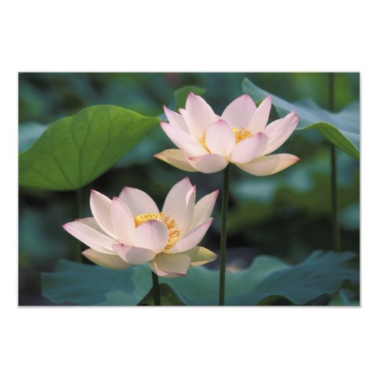 蓮の花が咲く、中国 フォトプリント            (正面)