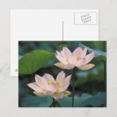 蓮の花が咲く、中国 ポストカード (正面/裏面)
