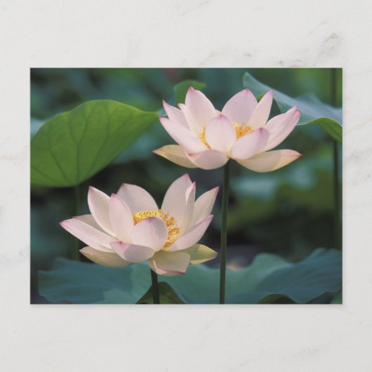 蓮の花が咲く、中国 ポストカード (正面)