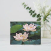 蓮の花が咲く、中国 ポストカード (スタンド正面)
