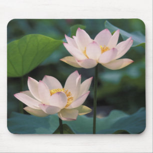 蓮の花が咲く、中国 マウスパッド