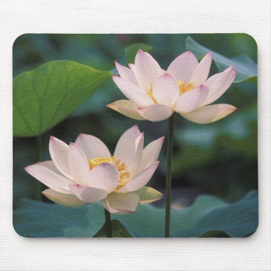 蓮の花が咲く、中国 マウスパッド (正面)