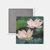 蓮の花が咲く、中国 マグネット (正面/裏面)