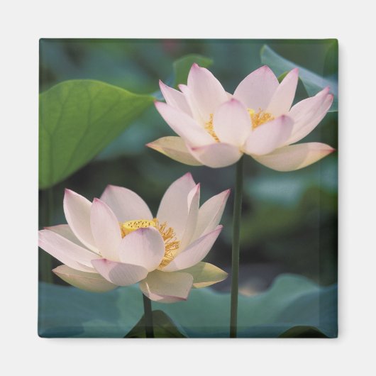 蓮の花が咲く、中国 マグネット (正面)