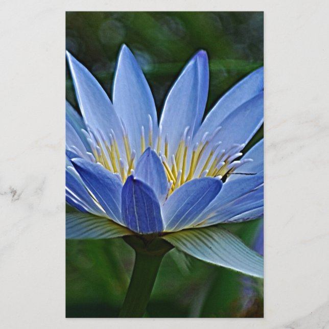 蓮の花と意味 (正面)