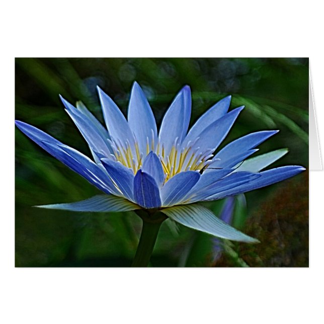 蓮の花と意味 (正面横)