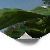 蓮の花と青の空II ポスター (角)