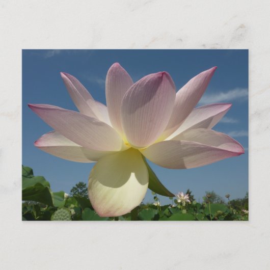 蓮の花と青の空II ポストカード (正面)