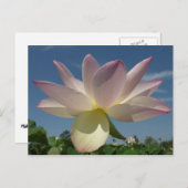 蓮の花と青の空II ポストカード (正面/裏面)