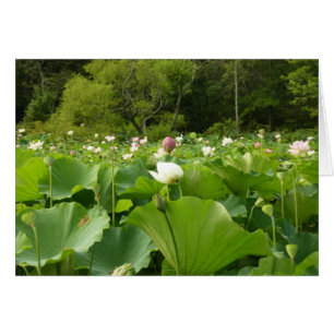 蓮の花のフィールド夏の庭