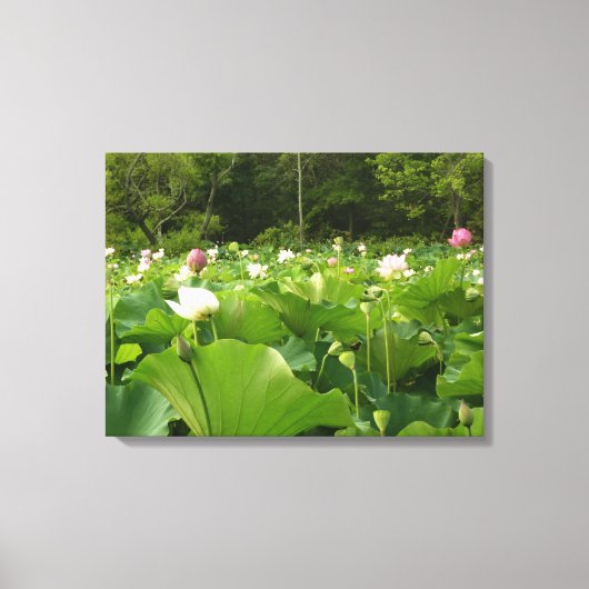 蓮の花のフィールド夏の庭 キャンバスプリント (正面)
