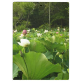 蓮の花のフィールド夏の庭 クリップボード (裏面)