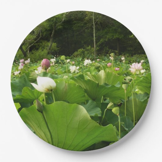 蓮の花のフィールド夏の庭 ペーパープレート (正面)