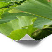 蓮の花のフィールド夏の庭 ポスター (角)