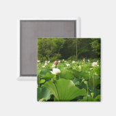 蓮の花のフィールド夏の庭 マグネット (正面/裏面)