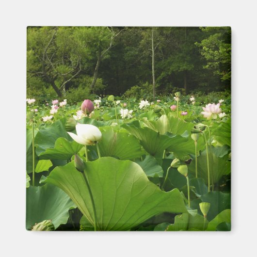 蓮の花のフィールド夏の庭 マグネット (正面)