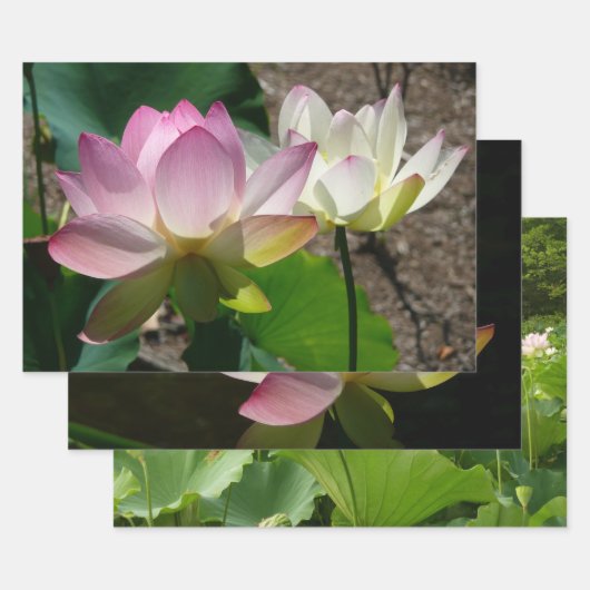 蓮の花のペア I ラッピングペーパーシート (セット)