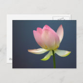 蓮の花のポストカード ポストカード (正面/裏面)