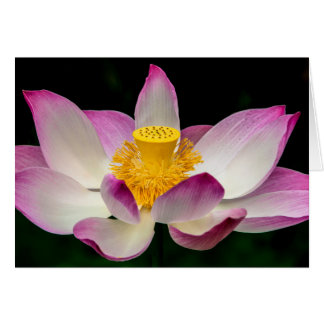 蓮の花の写真素晴らしヨガオムギフト！