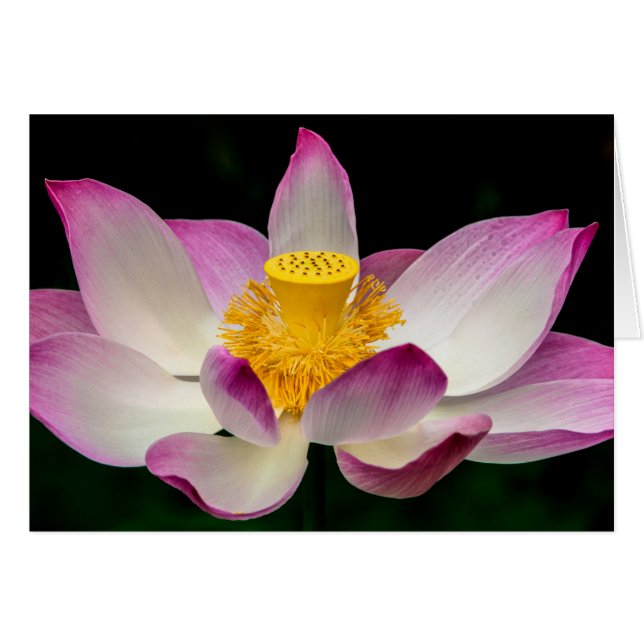 蓮の花の写真素晴らしヨガオムギフト！ (正面横)