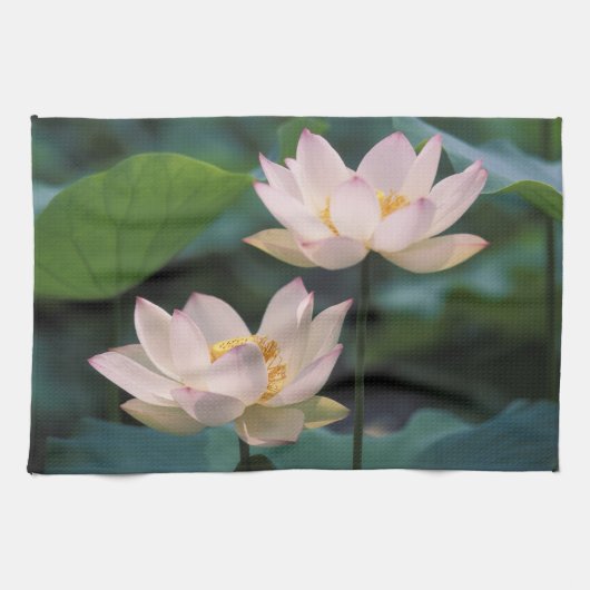 蓮の花の満開、中国 キッチンタオル (横)