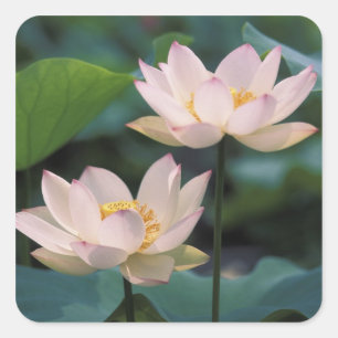 蓮の花の満開、中国 スクエアシール