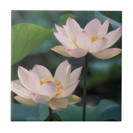 蓮の花の満開、中国 タイル (正面)
