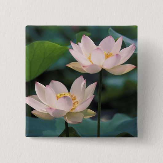 蓮の花の満開、中国 缶バッジ (正面)