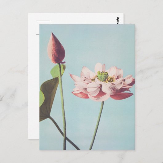 蓮の花の美しい光機械プリント ポストカード (正面/裏面)