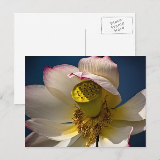 蓮の花はがき ポストカード (正面/裏面)