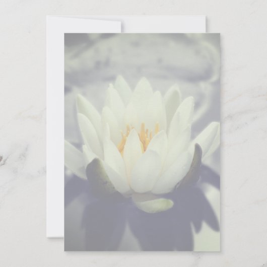 蓮の花パーティー 招待状 (裏面)