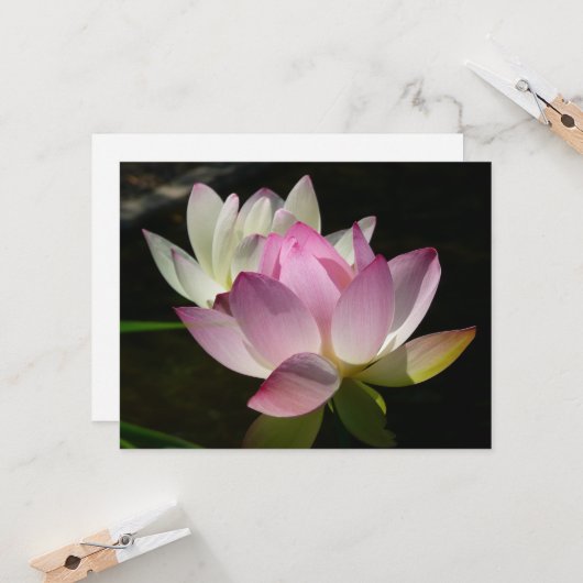 蓮の花ペアII カード (正面/裏面インサイチュ)