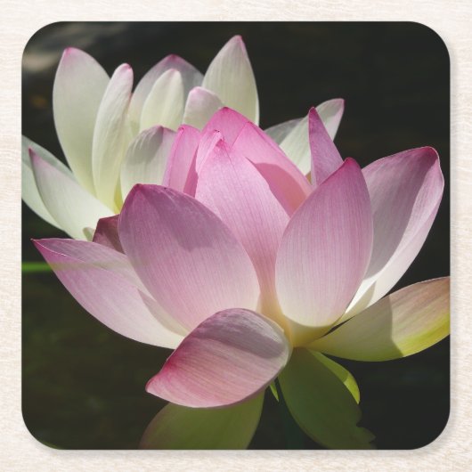蓮の花ペアII スクエアペーパーコースター (正面)