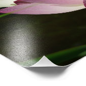 蓮の花ペアII フォトプリント            (角)