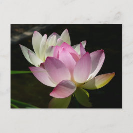 蓮の花ペアII ポストカード