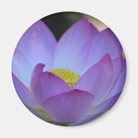 蓮の花及びその意味 マグネット (正面)