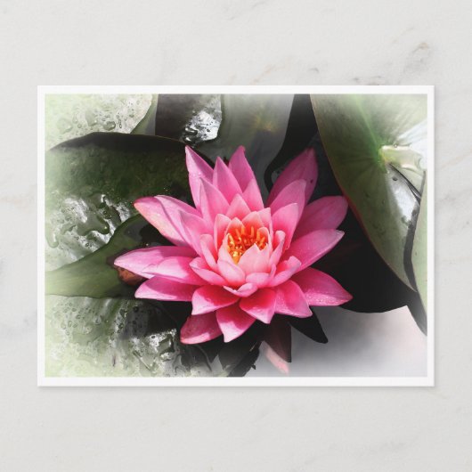 蓮の花水反射/自然 ポストカード (正面)