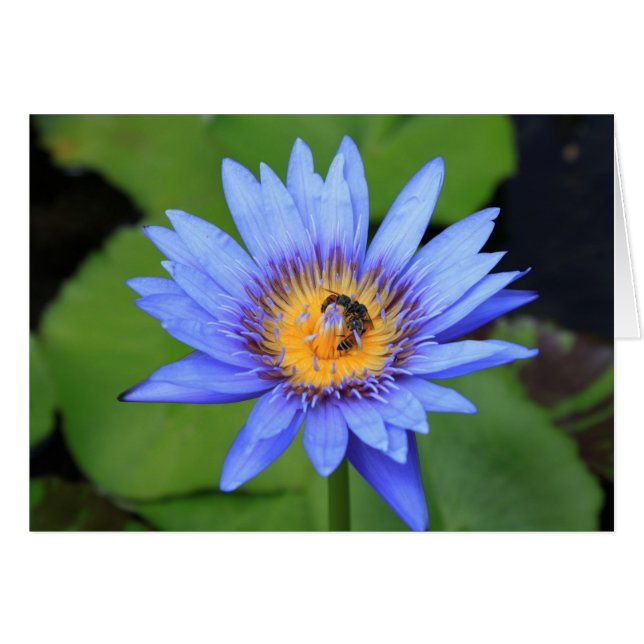 蓮の花 (正面横)