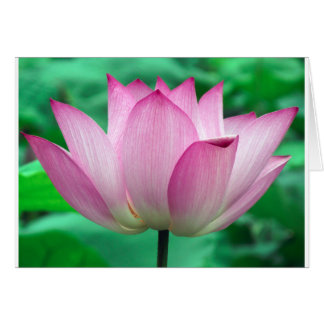 蓮の花