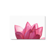 蓮の花[ハス]が満開