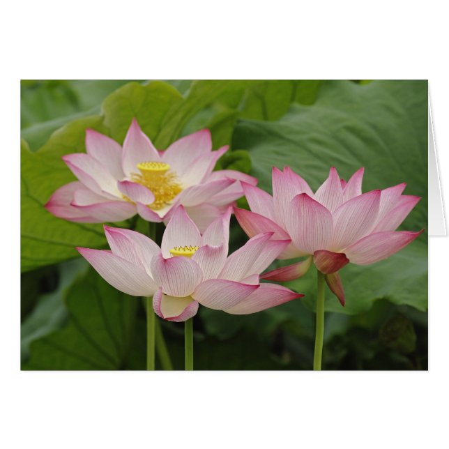 蓮の花、ハス、チャイナ2 (正面横)